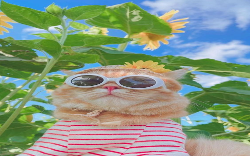 Cat wearing glasses wallpaper from Chrome web store to be run with OffiDocs Chromium online Cat wearing glasses wallpaper from Chrome web store to be run with OffiDocs Chromium online