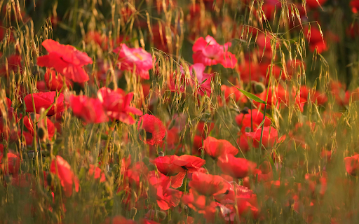 Close up Photo of Poppy Flowers from Chrome web store to be run with OffiDocs Chromium online Close up Photo of Poppy Flowers from Chrome web store to be run with OffiDocs Chromium online