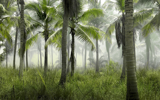 Coconut garden from Chrome web store to be run with OffiDocs Chromium online Coconut garden from Chrome web store to be run with OffiDocs Chromium online