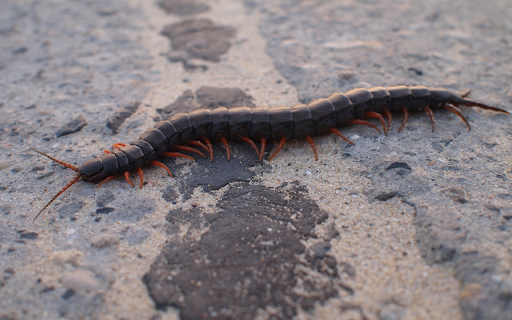 Con rết from Chrome web store to be run with OffiDocs Chromium online Con rết from Chrome web store to be run with OffiDocs Chromium online