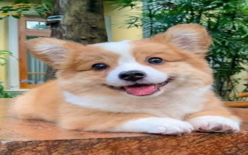 Corgi Dog Wallpaper from Chrome web store to be run with OffiDocs Chromium online Corgi Dog Wallpaper from Chrome web store to be run with OffiDocs Chromium online