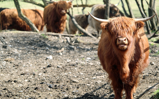 Cows on the Plateau from Chrome web store to be run with OffiDocs Chromium online Cows on the Plateau from Chrome web store to be run with OffiDocs Chromium online