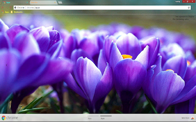 Crocus Flower Green from Chrome web store to be run with OffiDocs Chromium online Crocus Flower Green from Chrome web store to be run with OffiDocs Chromium online