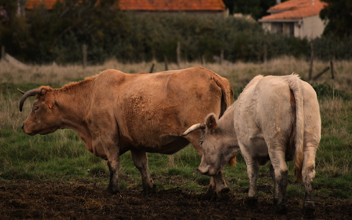 Curvy horned cows from Chrome web store to be run with OffiDocs Chromium online Curvy horned cows from Chrome web store to be run with OffiDocs Chromium online