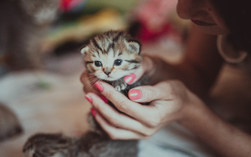 Cute kitten from Chrome web store to be run with OffiDocs Chromium online Cute kitten from Chrome web store to be run with OffiDocs Chromium online