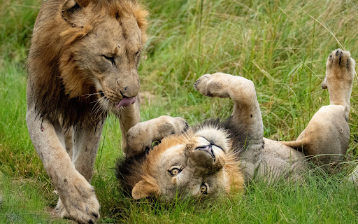 Cute Lions from Chrome web store to be run with OffiDocs Chromium online Cute Lions from Chrome web store to be run with OffiDocs Chromium online