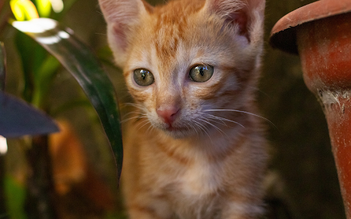 Cute little yellow cat from Chrome web store to be run with OffiDocs Chromium online Cute little yellow cat from Chrome web store to be run with OffiDocs Chromium online