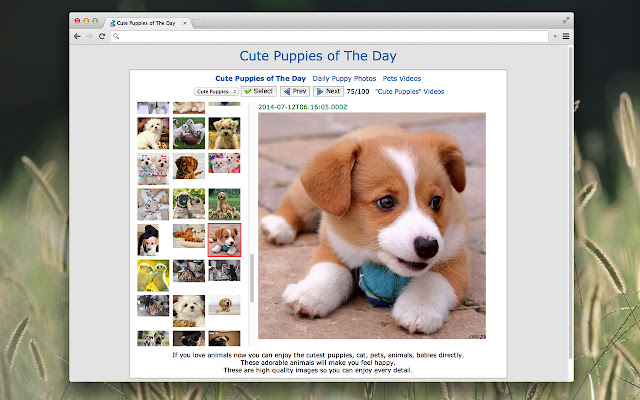 Cute Puppies of The Day from Chrome web store to be run with OffiDocs Chromium online Cute Puppies of The Day from Chrome web store to be run with OffiDocs Chromium online