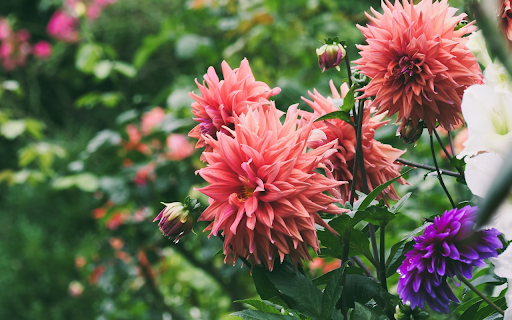 Dahlia Garden from Chrome web store to be run with OffiDocs Chromium online Dahlia Garden from Chrome web store to be run with OffiDocs Chromium online