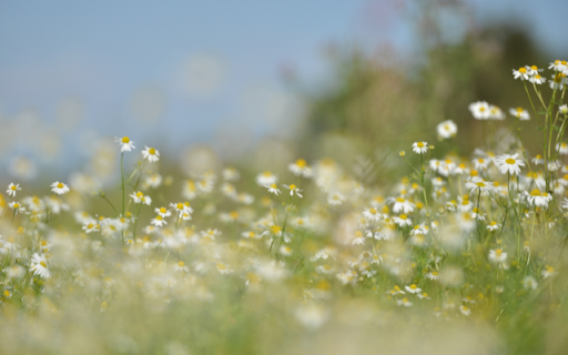 Daisies Dancing in a Meadow of Green Delight from Chrome web store to be run with OffiDocs Chromium online Daisies Dancing in a Meadow of Green Delight from Chrome web store to be run with OffiDocs Chromium online