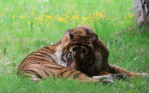 Dark Yellow Tiger from Chrome web store to be run with OffiDocs Chromium online Dark Yellow Tiger from Chrome web store to be run with OffiDocs Chromium online