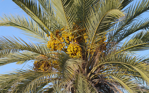 Date palm Tree from Chrome web store to be run with OffiDocs Chromium online Date palm Tree from Chrome web store to be run with OffiDocs Chromium online