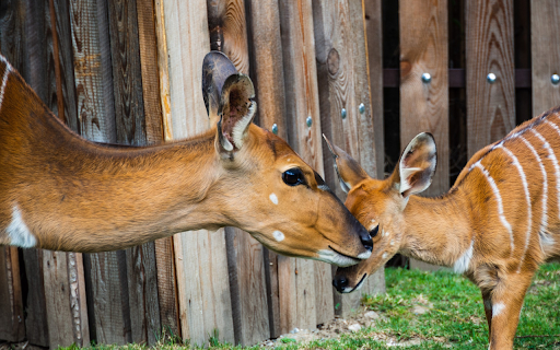 Deer and mother from Chrome web store to be run with OffiDocs Chromium online Deer and mother from Chrome web store to be run with OffiDocs Chromium online