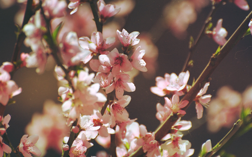 Delicate Blossoms from Chrome web store to be run with OffiDocs Chromium online Delicate Blossoms from Chrome web store to be run with OffiDocs Chromium online