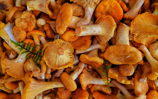 Delicious fresh mushroom meal from Chrome web store to be run with OffiDocs Chromium online Delicious fresh mushroom meal from Chrome web store to be run with OffiDocs Chromium online
