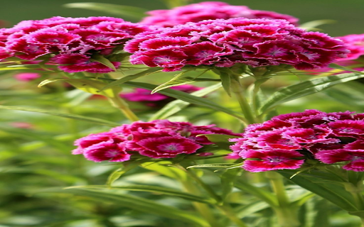 Dianthus barbatus flower wallpaper from Chrome web store to be run with OffiDocs Chromium online Dianthus barbatus flower wallpaper from Chrome web store to be run with OffiDocs Chromium online