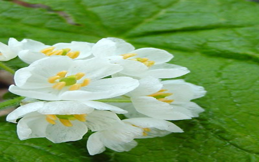 Diphylleia Grayi flower wallpaper from Chrome web store to be run with OffiDocs Chromium online Diphylleia Grayi flower wallpaper from Chrome web store to be run with OffiDocs Chromium online