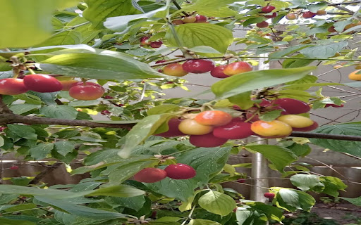 dog apple tree wallpaper from Chrome web store to be run with OffiDocs Chromium online dog apple tree wallpaper from Chrome web store to be run with OffiDocs Chromium online