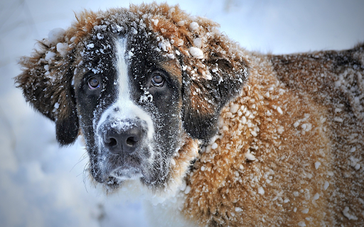 Dog walking in the snow from Chrome web store to be run with OffiDocs Chromium online Dog walking in the snow from Chrome web store to be run with OffiDocs Chromium online