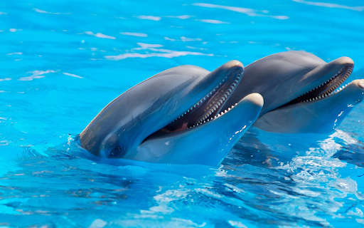Dolphin performing from Chrome web store to be run with OffiDocs Chromium online Dolphin performing from Chrome web store to be run with OffiDocs Chromium online