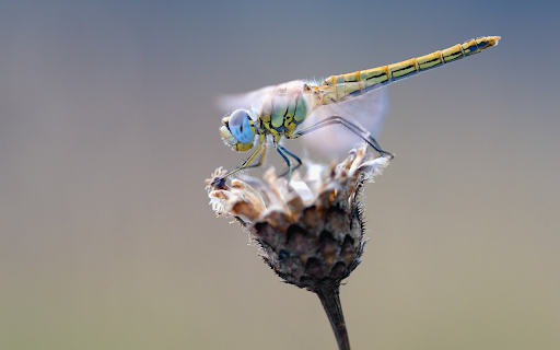Dragonfly perches on dried flowers from Chrome web store to be run with OffiDocs Chromium online Dragonfly perches on dried flowers from Chrome web store to be run with OffiDocs Chromium online