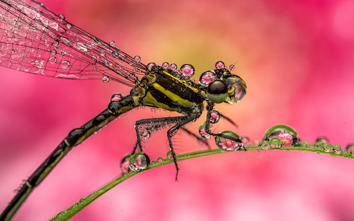 Dragonfly with Wet Wings from Chrome web store to be run with OffiDocs Chromium online Dragonfly with Wet Wings from Chrome web store to be run with OffiDocs Chromium online