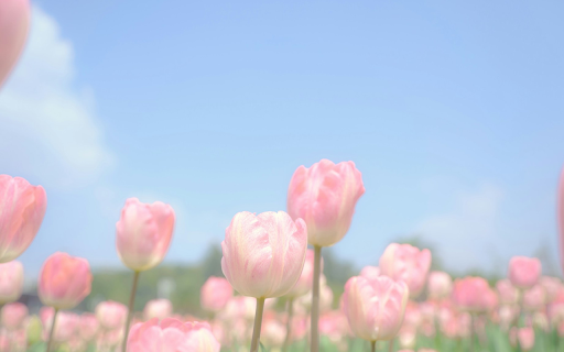 Dreamy Bloom from Chrome web store to be run with OffiDocs Chromium online Dreamy Bloom from Chrome web store to be run with OffiDocs Chromium online