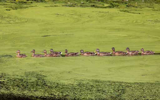 Ducks in duck pond from Chrome web store to be run with OffiDocs Chromium online Ducks in duck pond from Chrome web store to be run with OffiDocs Chromium online