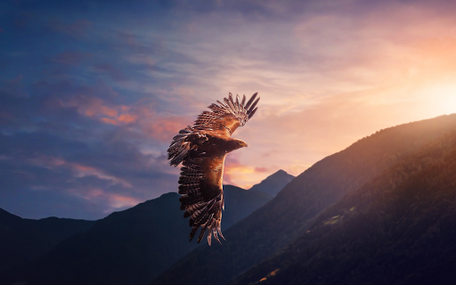 Eagle Flying Over the Valley from Chrome web store to be run with OffiDocs Chromium online Eagle Flying Over the Valley from Chrome web store to be run with OffiDocs Chromium online