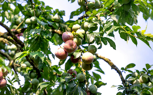 Early Season Plums from Chrome web store to be run with OffiDocs Chromium online Early Season Plums from Chrome web store to be run with OffiDocs Chromium online