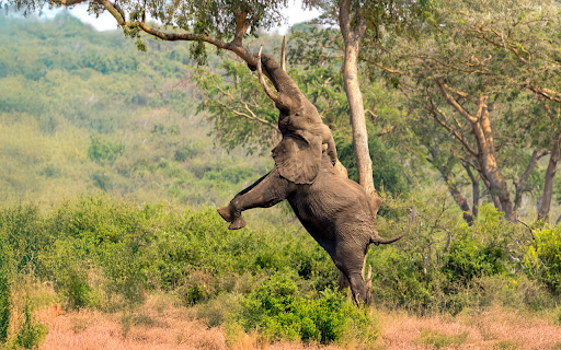 Elephant and the Long Tusk from Chrome web store to be run with OffiDocs Chromium online Elephant and the Long Tusk from Chrome web store to be run with OffiDocs Chromium online