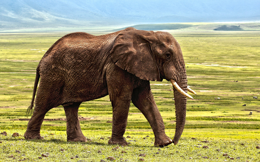 Elephant on the grassland from Chrome web store to be run with OffiDocs Chromium online Elephant on the grassland from Chrome web store to be run with OffiDocs Chromium online