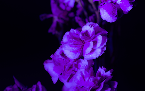 Embrace Elegance with the Flower Purple from Chrome web store to be run with OffiDocs Chromium online Embrace Elegance with the Flower Purple from Chrome web store to be run with OffiDocs Chromium online