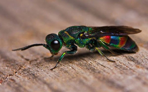 emerald wasp wallpaper from Chrome web store to be run with OffiDocs Chromium online emerald wasp wallpaper from Chrome web store to be run with OffiDocs Chromium online