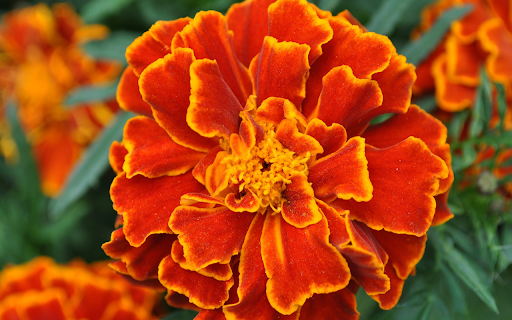 Fiery orange flowers from Chrome web store to be run with OffiDocs Chromium online Fiery orange flowers from Chrome web store to be run with OffiDocs Chromium online