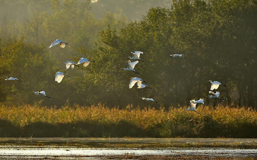 Flight Over Wetlands from Chrome web store to be run with OffiDocs Chromium online Flight Over Wetlands from Chrome web store to be run with OffiDocs Chromium online