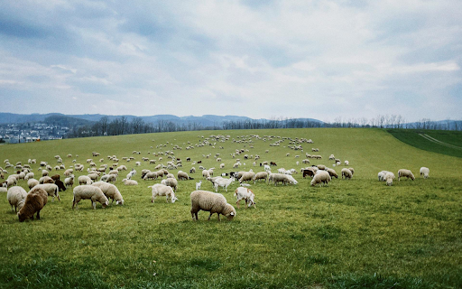 Flock of Sheep Full of Grass from Chrome web store to be run with OffiDocs Chromium online Flock of Sheep Full of Grass from Chrome web store to be run with OffiDocs Chromium online