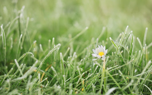 FLOWER 3 Theme from Chrome web store to be run with OffiDocs Chromium online FLOWER 3 Theme from Chrome web store to be run with OffiDocs Chromium online