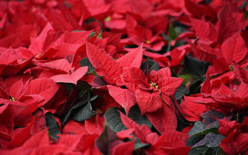 Flower color is red from Chrome web store to be run with OffiDocs Chromium online Flower color is red from Chrome web store to be run with OffiDocs Chromium online