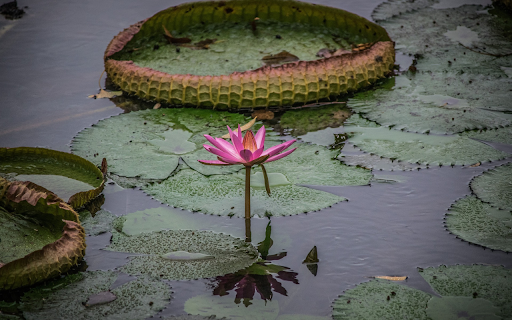 flowers and water lily leaves from Chrome web store to be run with OffiDocs Chromium online flowers and water lily leaves from Chrome web store to be run with OffiDocs Chromium online
