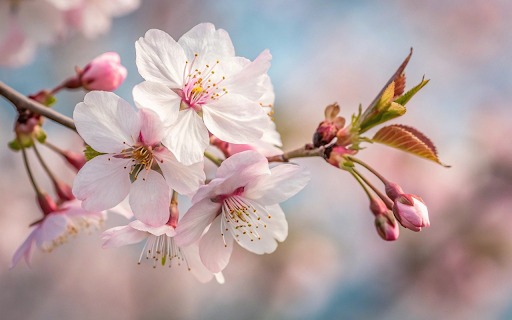 Flowers and young buds from Chrome web store to be run with OffiDocs Chromium online Flowers and young buds from Chrome web store to be run with OffiDocs Chromium online