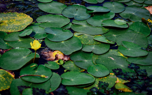 Flowers in the leaves from Chrome web store to be run with OffiDocs Chromium online Flowers in the leaves from Chrome web store to be run with OffiDocs Chromium online