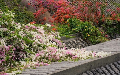 Flowers on the Roof from Chrome web store to be run with OffiDocs Chromium online Flowers on the Roof from Chrome web store to be run with OffiDocs Chromium online