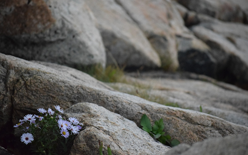 Flowers stretch themselves from Chrome web store to be run with OffiDocs Chromium online Flowers stretch themselves from Chrome web store to be run with OffiDocs Chromium online