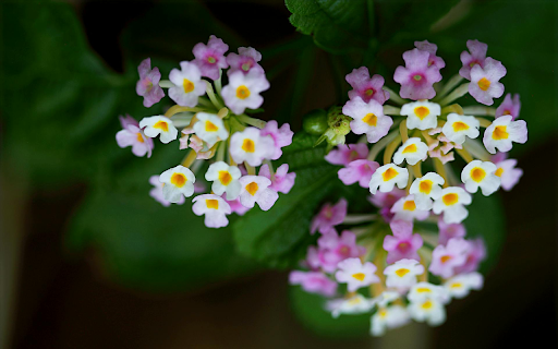 Flower Symphony from Chrome web store to be run with OffiDocs Chromium online Flower Symphony from Chrome web store to be run with OffiDocs Chromium online