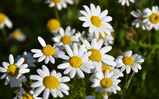 FLOWER THEME from Chrome web store to be run with OffiDocs Chromium online FLOWER THEME from Chrome web store to be run with OffiDocs Chromium online