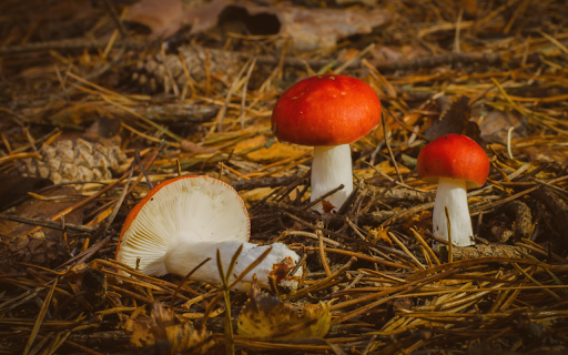 Forest Floor Find from Chrome web store to be run with OffiDocs Chromium online Forest Floor Find from Chrome web store to be run with OffiDocs Chromium online