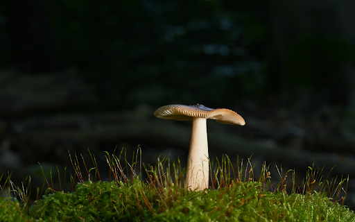 Forest mushroom from Chrome web store to be run with OffiDocs Chromium online Forest mushroom from Chrome web store to be run with OffiDocs Chromium online