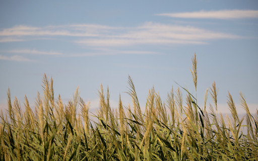 Forest of towering reeds from Chrome web store to be run with OffiDocs Chromium online Forest of towering reeds from Chrome web store to be run with OffiDocs Chromium online