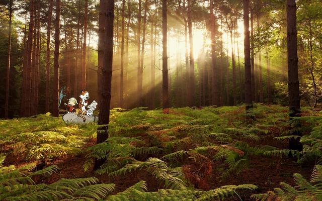 Forest Sherwood Forest Sunlight Desktop Wallp from Chrome web store to be run with OffiDocs Chromium online Forest Sherwood Forest Sunlight Desktop Wallp from Chrome web store to be run with OffiDocs Chromium online